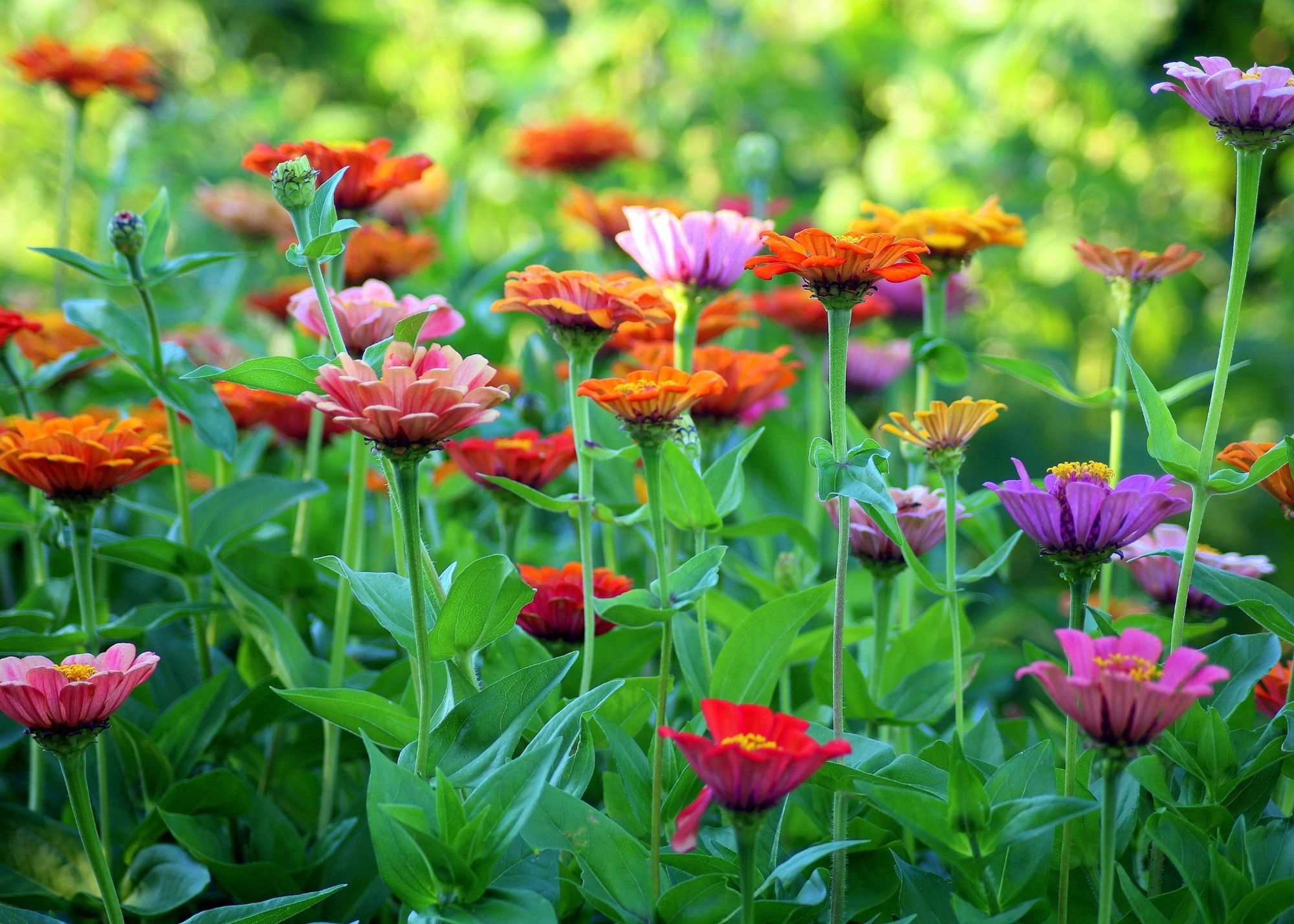 Annuals