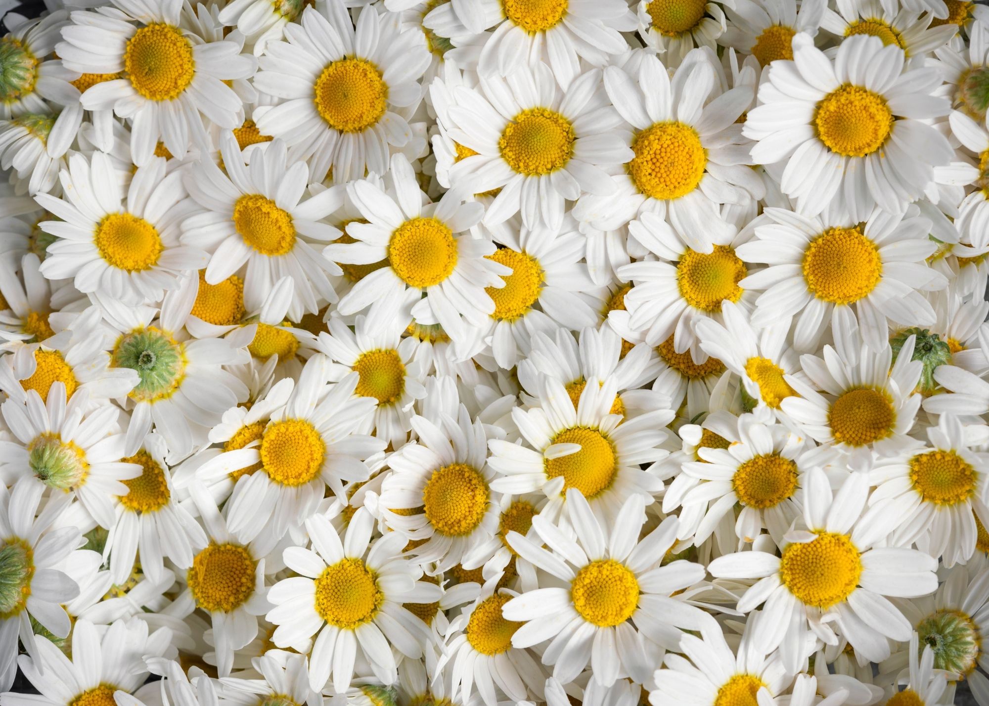 Daisies