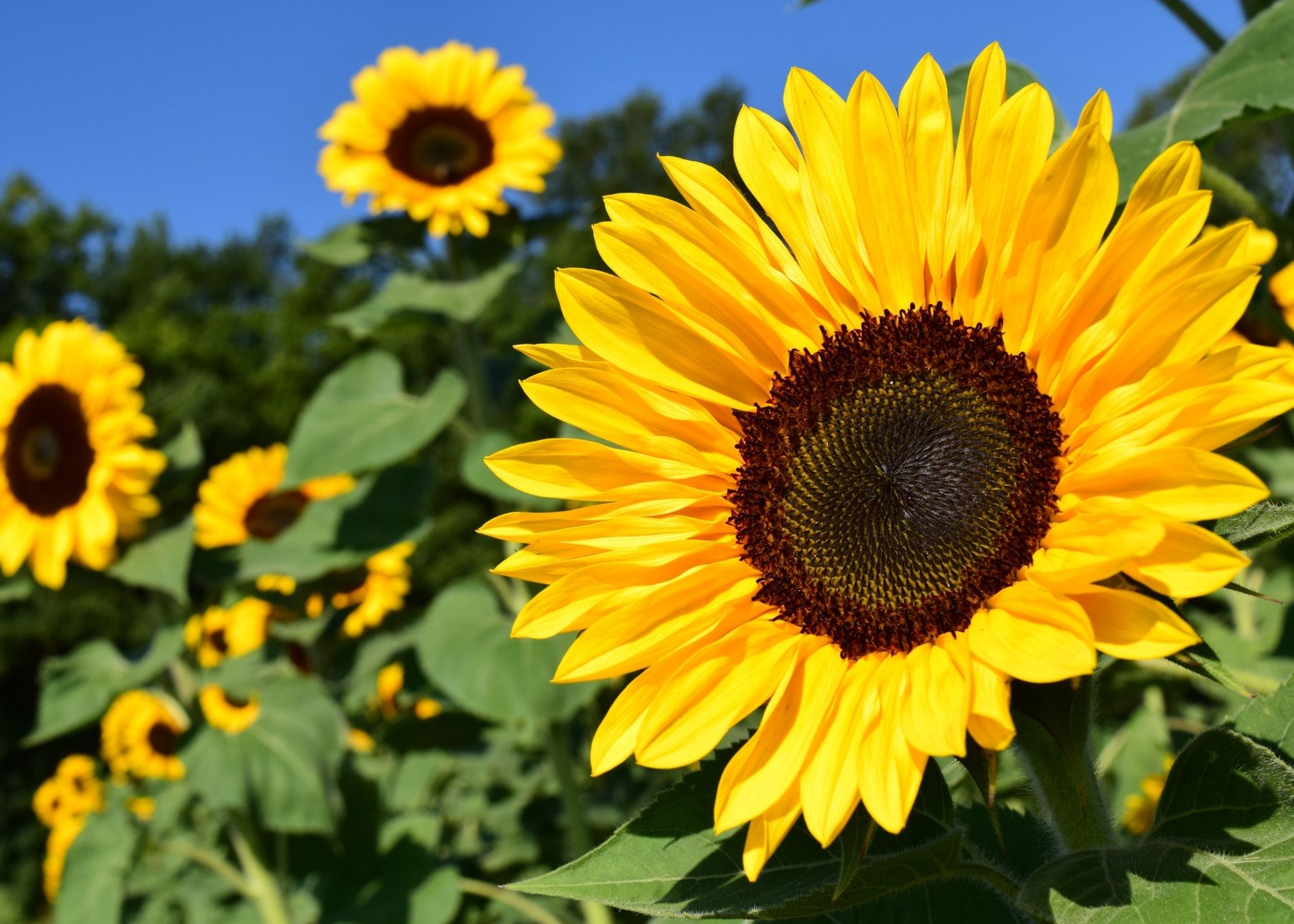 Sunflower