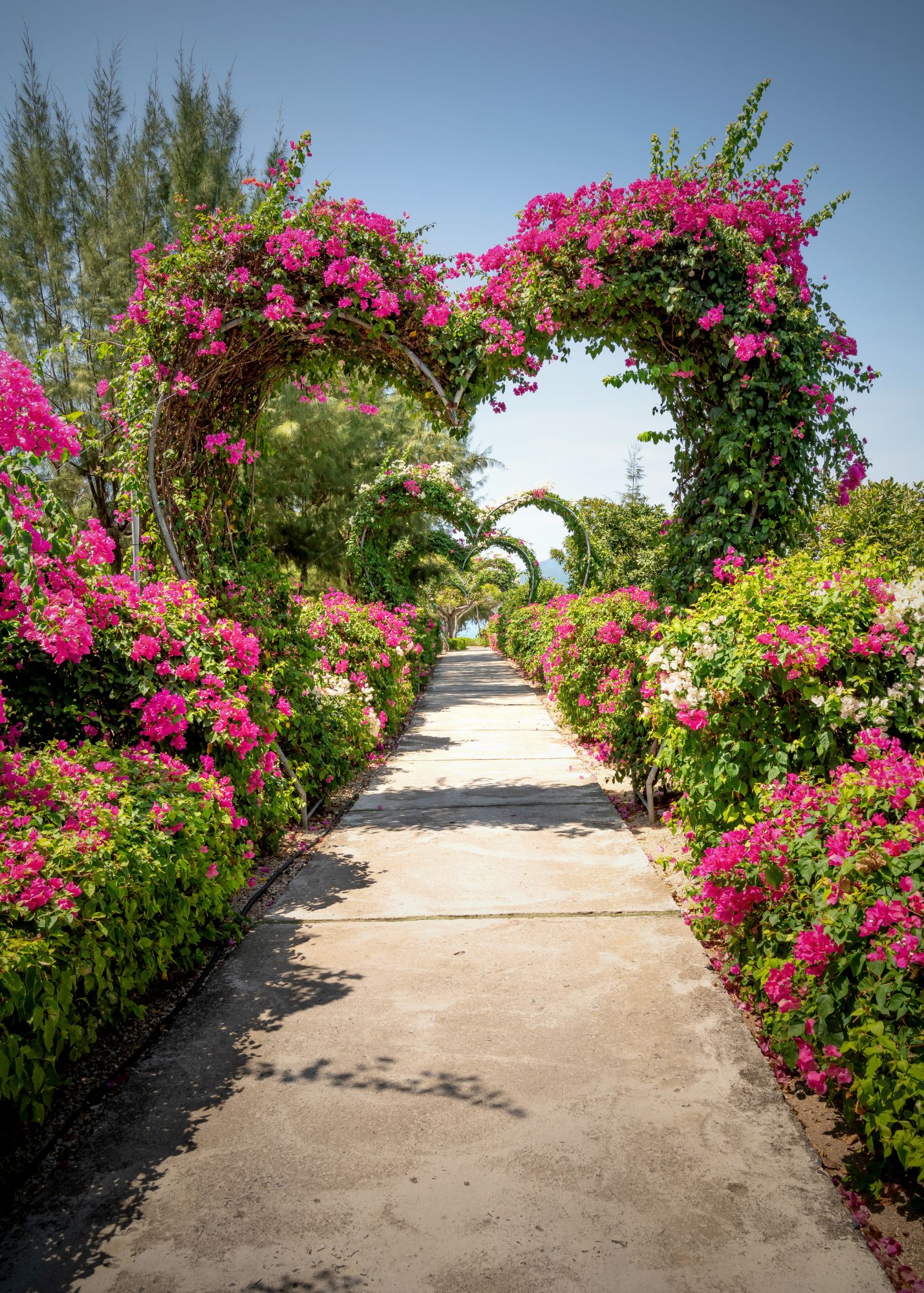 TheTeamHarveyTrellis